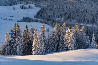 winter_zauberwald